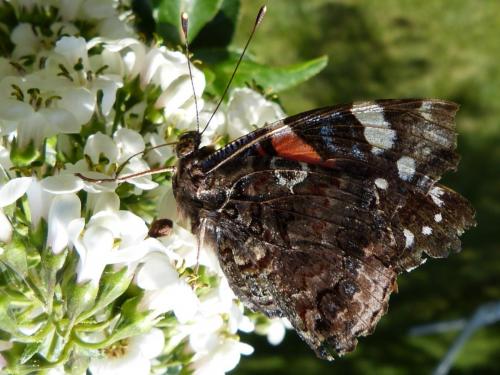Réf. 123 390 : Vanessa atalanta