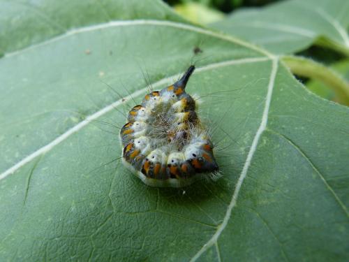 Acronicta psi