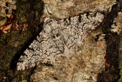 Réf. 123 997 : Biston betularia