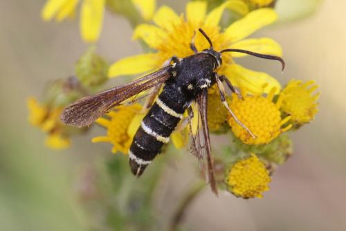 Réf. 123 049 : Paranthrene tabaniformis