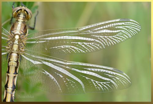 Réf. 123 940 : Orthetrum albistylum