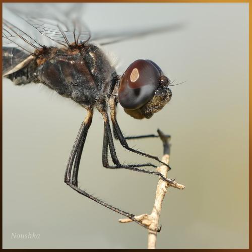 Selysiothemis nigra