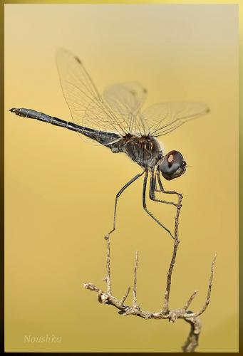 Selysiothemis nigra