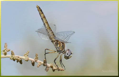 Selysiothemis nigra