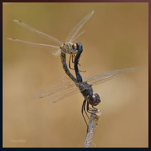 Selysiothemis nigra