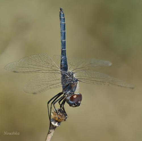Selysiothemis nigra