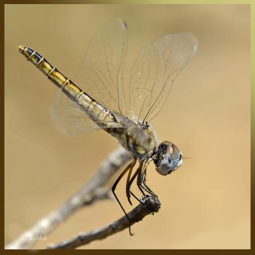 Selysiothemis nigra