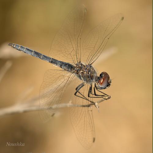 Selysiothemis nigra