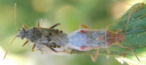 Liorhyssus hyalinus