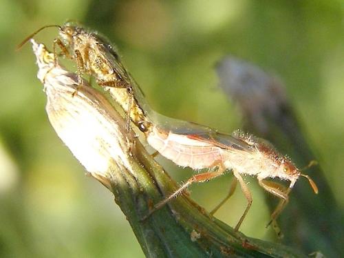 Liorhyssus hyalinus