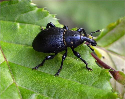 Liparus coronatus