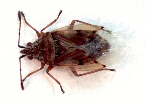 Kleidocerys resedae