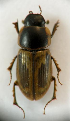 Réf. 123 198 : Melinopterus sp.