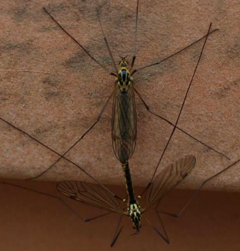 Réf. 123 253 : Nephrotoma appendiculata