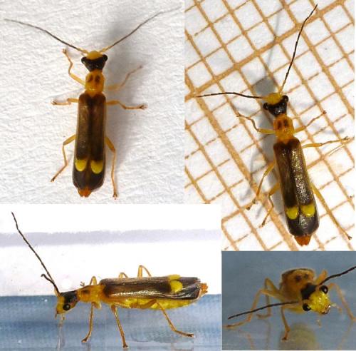 Réf. 123 486 : Malthinus flaveolus