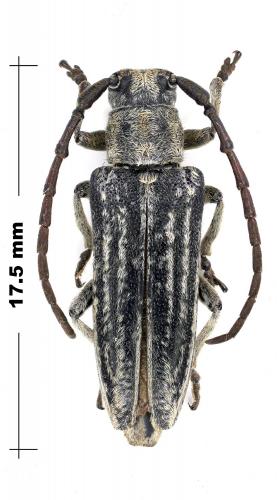 Réf. 123 979 : Pteromallosia albolineata