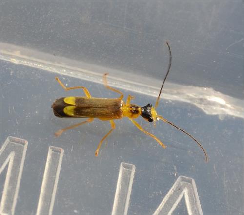 Malthinus flaveolus