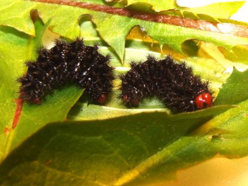 Réf. 123 151 : Melitaea cinxia