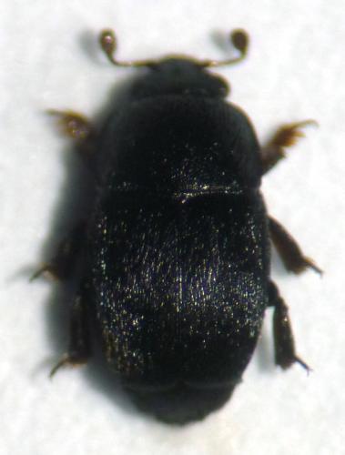 Réf. 123 016 : Sagittogethes obscurus