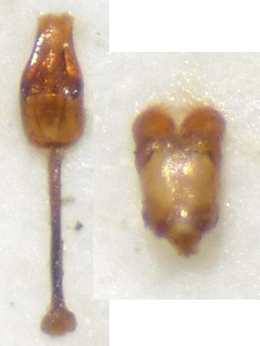 Réf. 123 017 : Sagittogethes obscurus