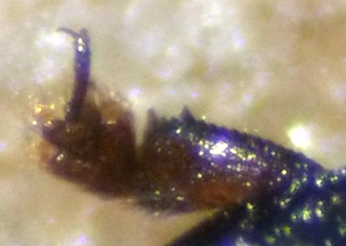 Réf. 123 018 : Sagittogethes obscurus