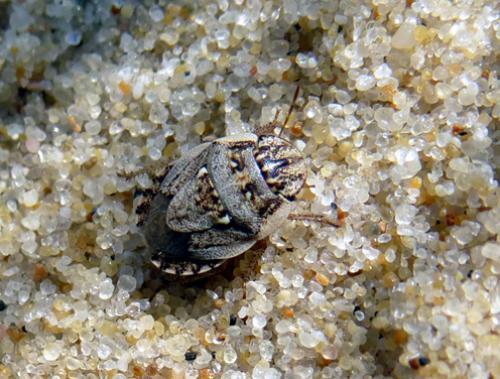 Menaccarus arenicola