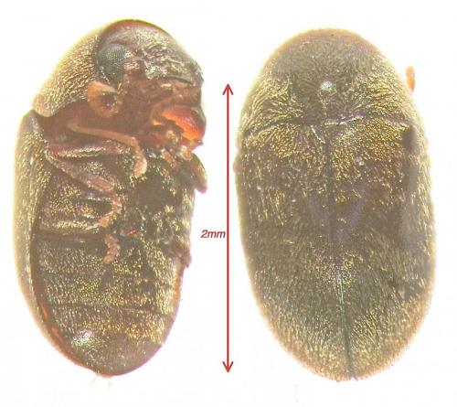 Réf. 123 398 : Mesocoelopus collaris