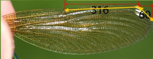 Réf. 123 776 : Calopteryx splendens