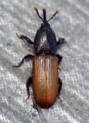 Mesites pallidipennis