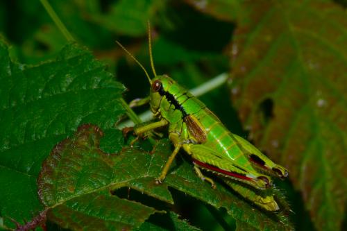 Miramella alpina subalpina