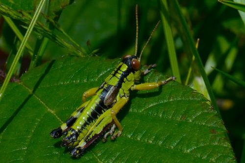 Réf. 123 625 : Miramella alpina subalpina