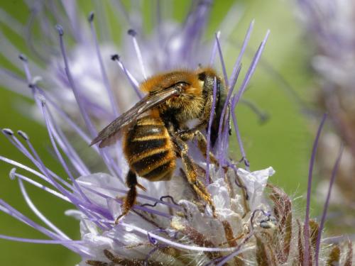 Réf. 123 735 : Osmia aurulenta