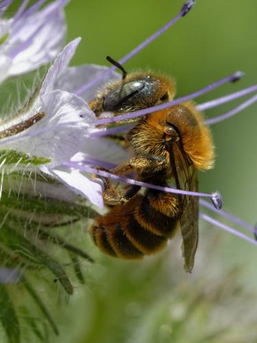 Réf. 123 737 : Osmia aurulenta