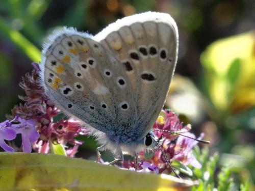 Réf. 123 745 : Polyommatus dorylas