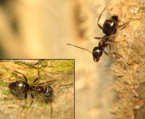 Réf. 123 643 : Lasius platythorax