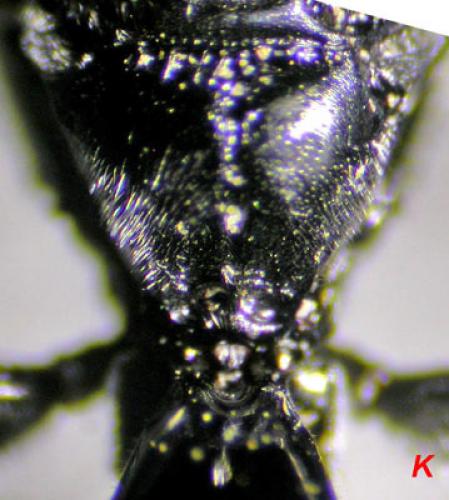 Crossocerus cetratus