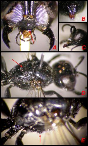 Crossocerus cetratus