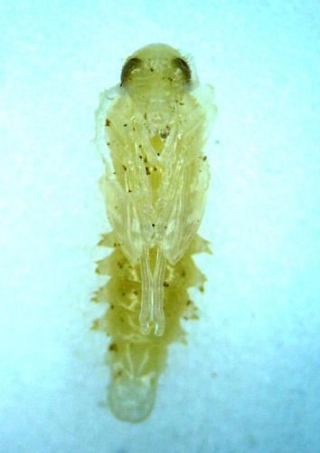 Nacerdes carniolica