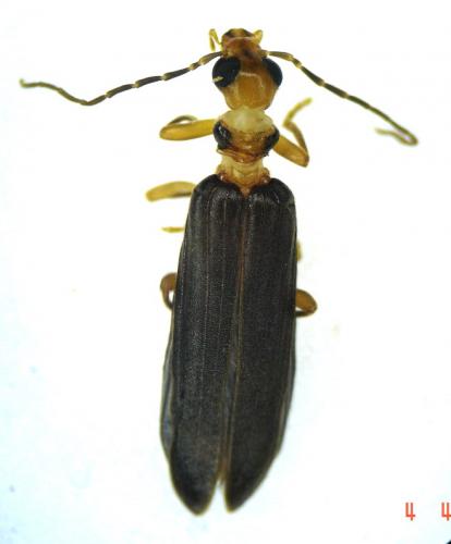 Nacerdes carniolica