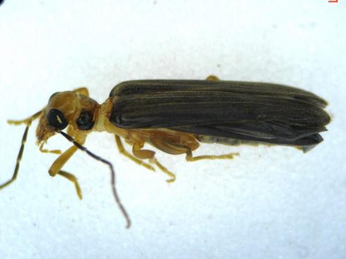 Nacerdes carniolica
