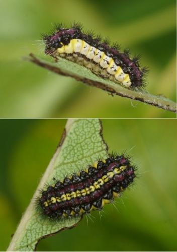 Aglaope infausta
