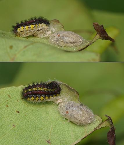 Aglaope infausta