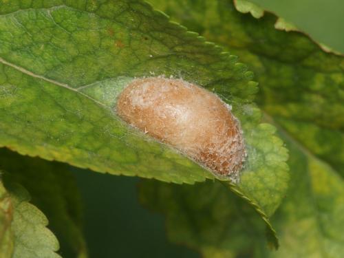 Aglaope infausta