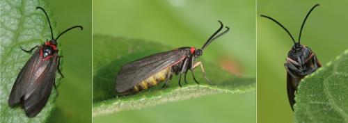 Aglaope infausta