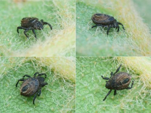 Neoliodes theleproctus