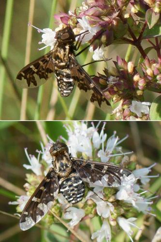 Exoprosopa jacchus