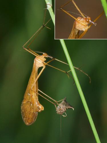 Réf. 123 481 : Bittacus hageni