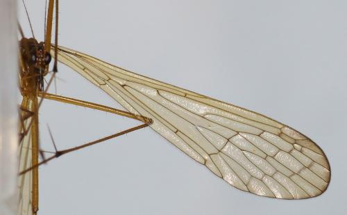Réf. 123 655 : Bittacus hageni