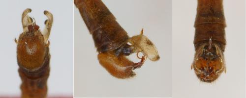 Réf. 123 654 : Bittacus hageni