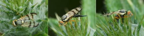 Réf. 123 999 : Urophora stylata